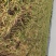 大蒜种，河北大名蒜种大青棵