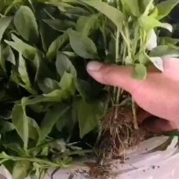 高产早熟高辣艳红高辣天宇辣椒苗