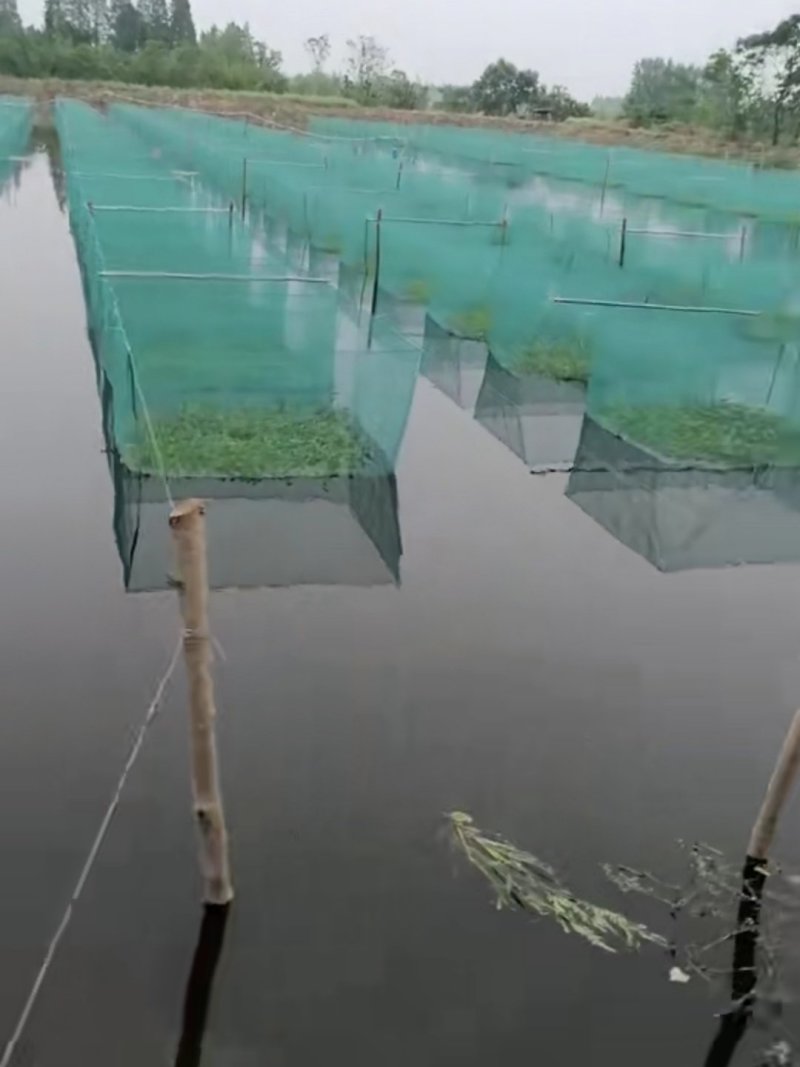 微山湖野生鳝鱼黄鳝养殖，黄鳝苗，支持全国发货