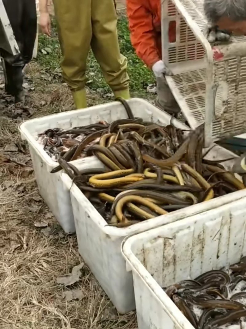 微山湖野生鳝鱼黄鳝养殖，黄鳝苗，支持全国发货