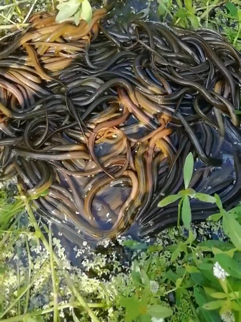 微山湖野生鳝鱼黄鳝养殖，黄鳝苗，支持全国发货