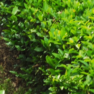 手工茶