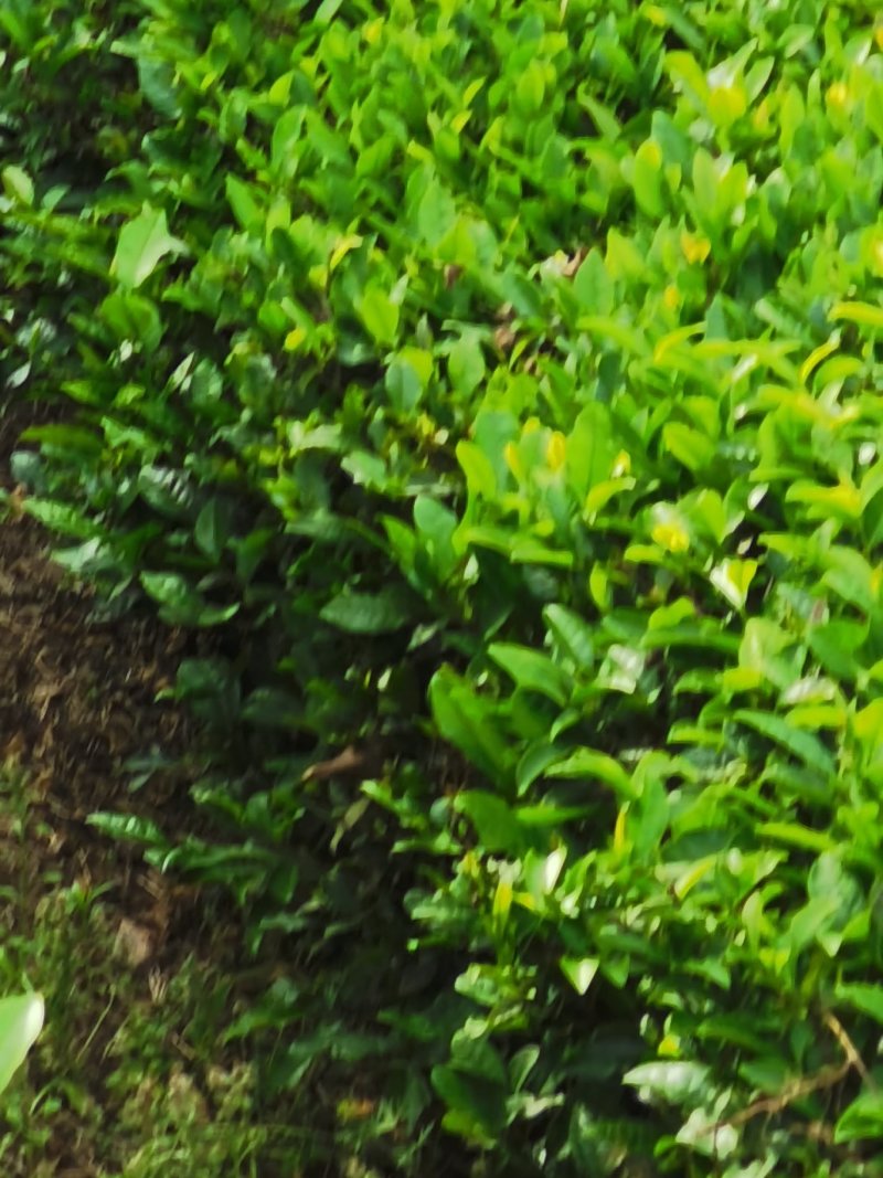 手工茶