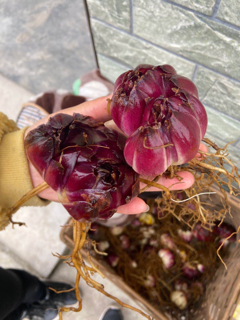 野生药百合，药食同源苦味，药用价值高，煲汤。