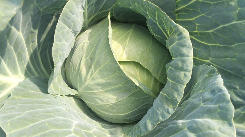 圆包菜，奥奇娜扁包菜市场货工厂货规格齐全货源充足