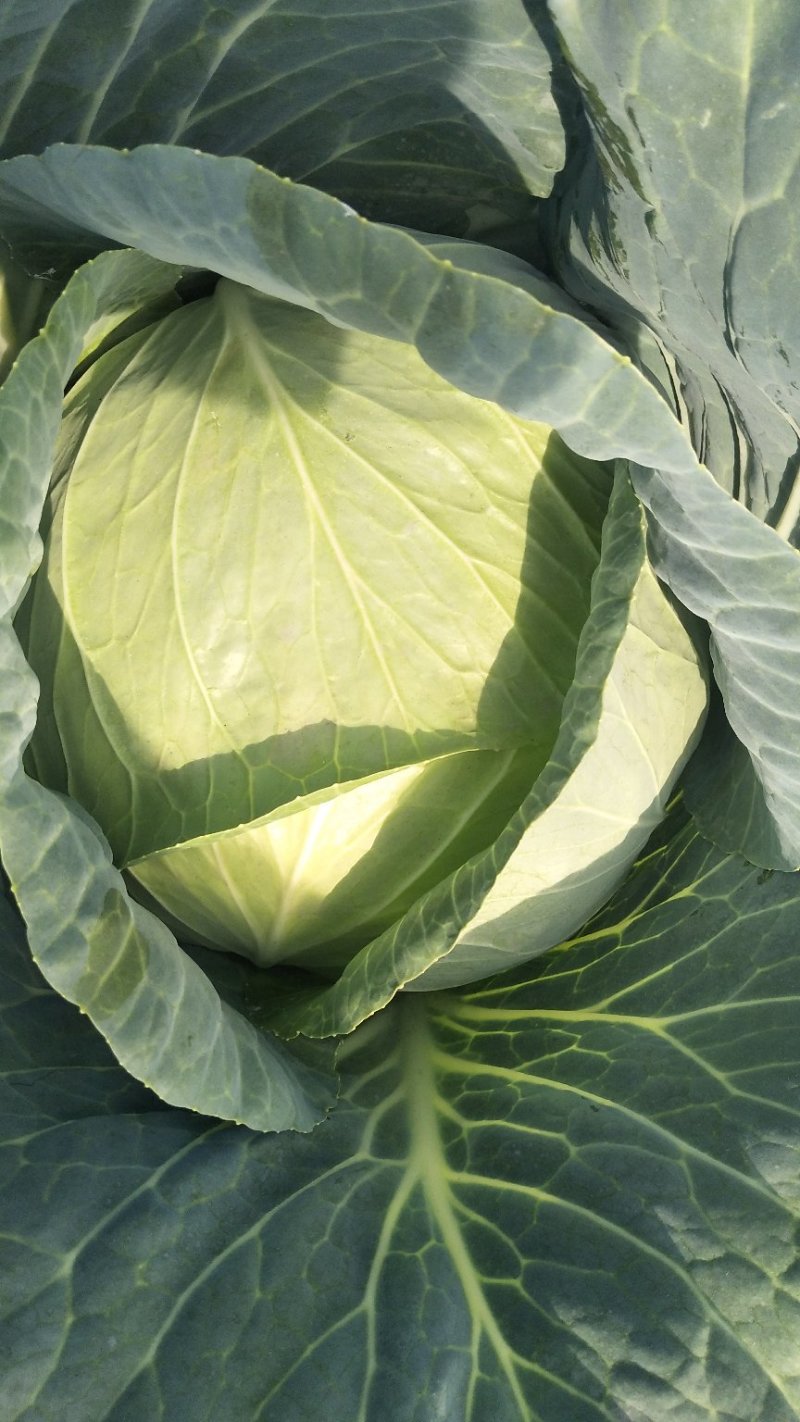 圆包菜，奥奇娜扁包菜市场货工厂货规格齐全货源充足