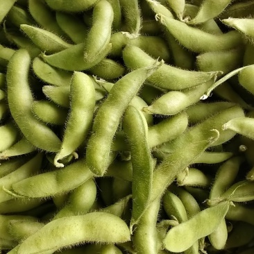 芜湖毛豆大毛豆精品毛豆大量上市有意者与我联系