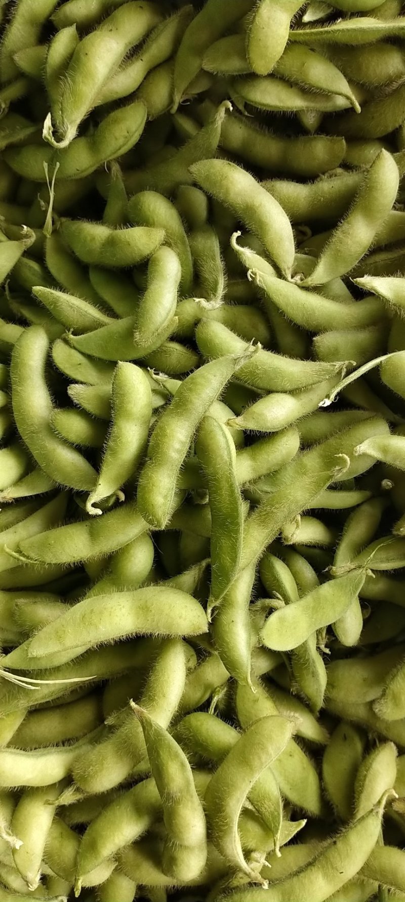 芜湖毛豆大毛豆精品毛豆大量上市有意者与我联系