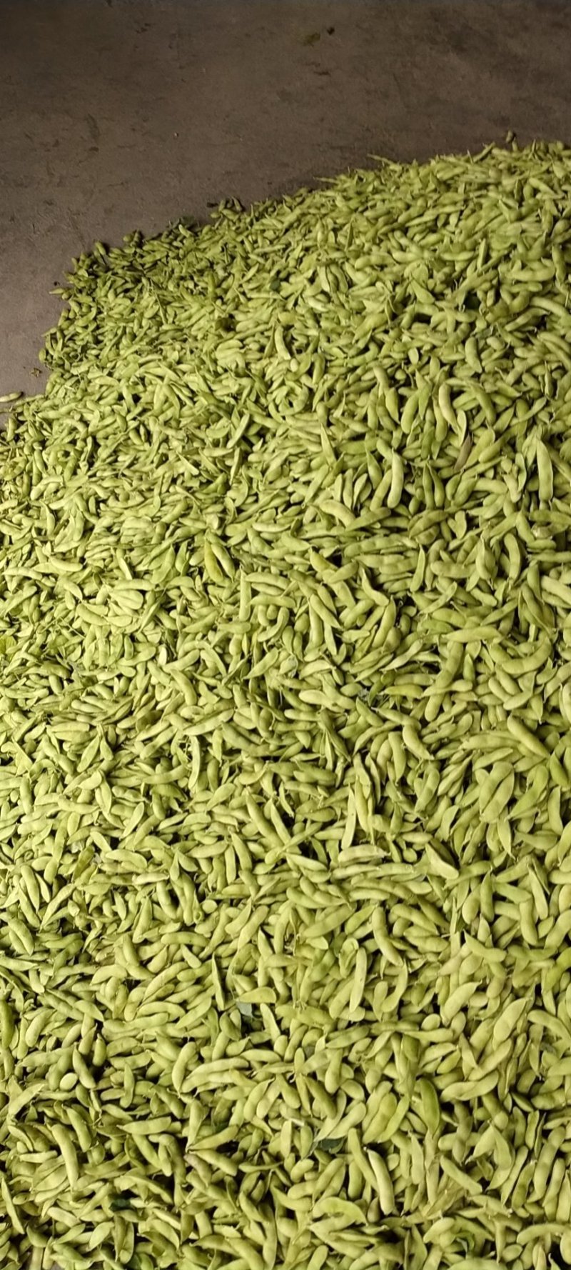 芜湖毛豆大毛豆精品毛豆大量上市有意者与我联系