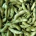 芜湖毛豆大毛豆精品毛豆大量上市有意者与我联系
