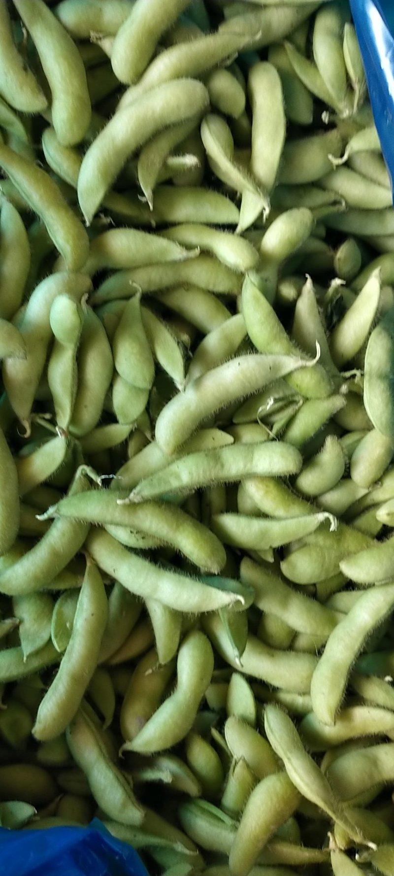 芜湖毛豆大毛豆精品毛豆大量上市有意者与我联系