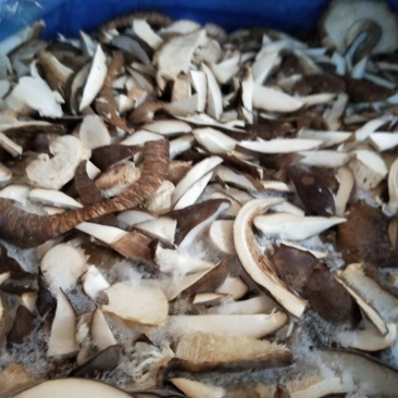 冻鲜香菇边干净卫生无腿，食堂餐饮休闲食品加价格优惠