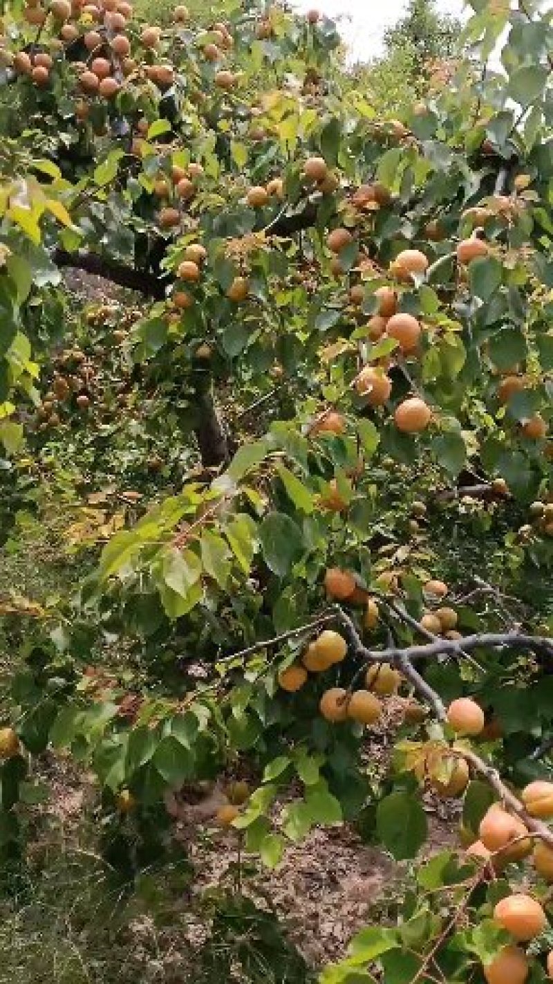 精品山西运城金太阳大黄杏百亩基地现货