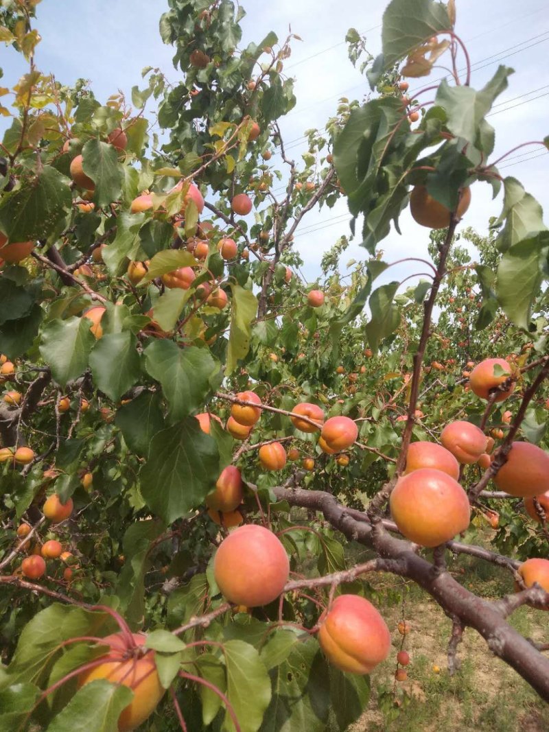 精品山西运城金太阳大黄杏百亩基地现货