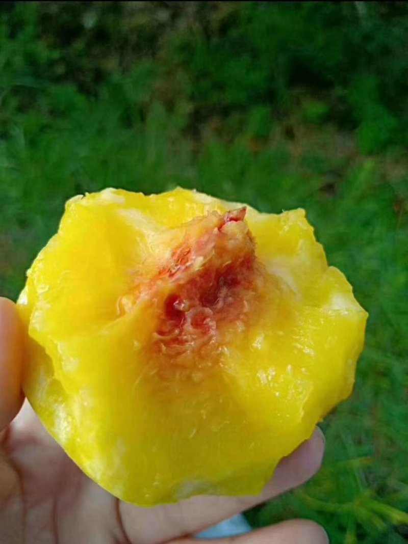 麻阳高山富硒锦绣黄桃(高山黄桃)
