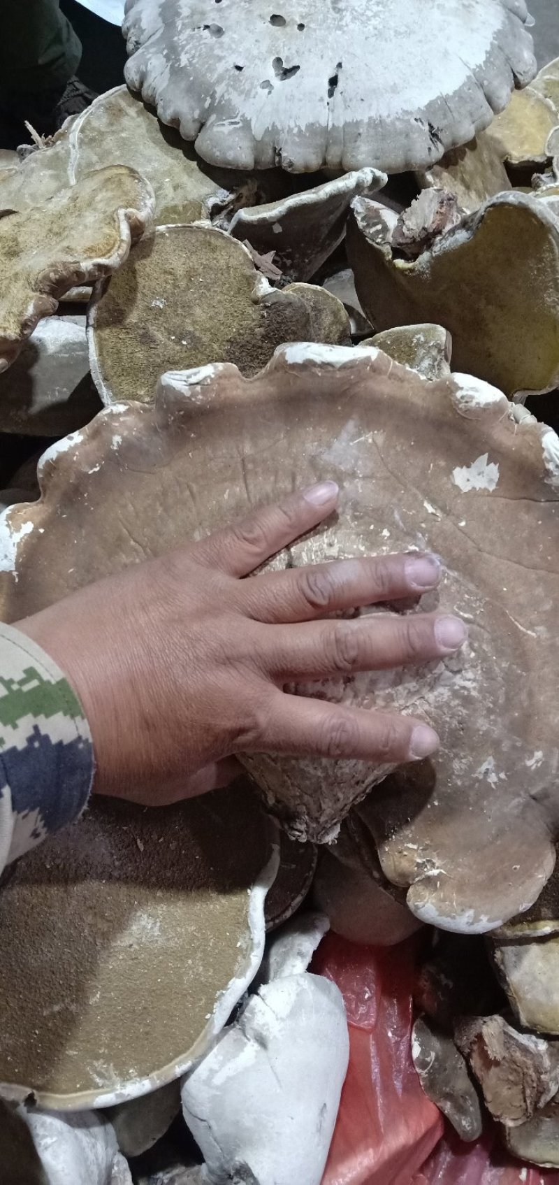 纯野生白里白灵芝新货，批发零售