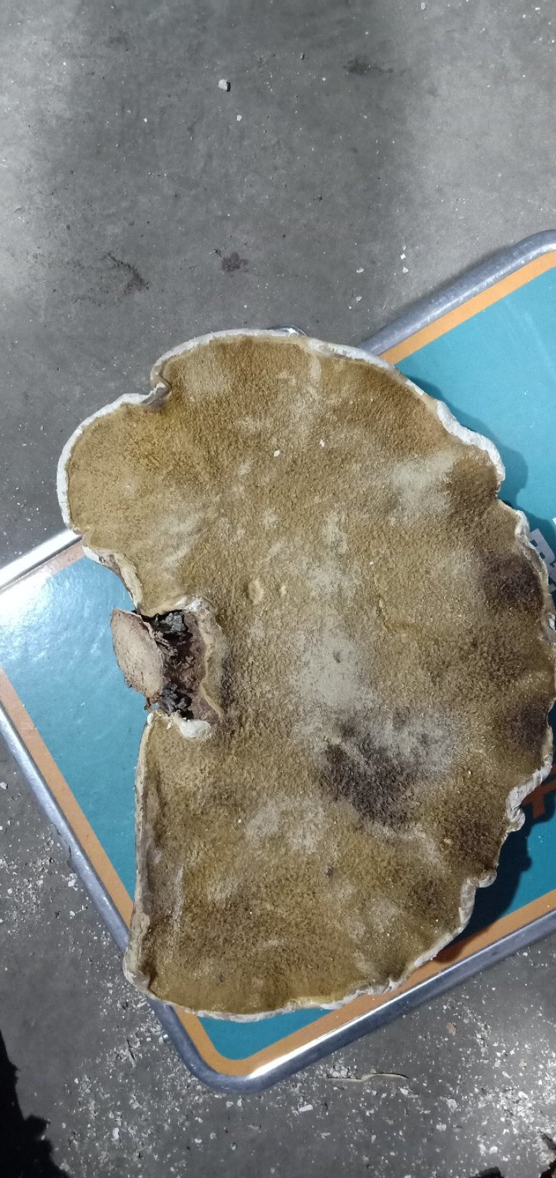 纯野生白里白灵芝新货，批发零售