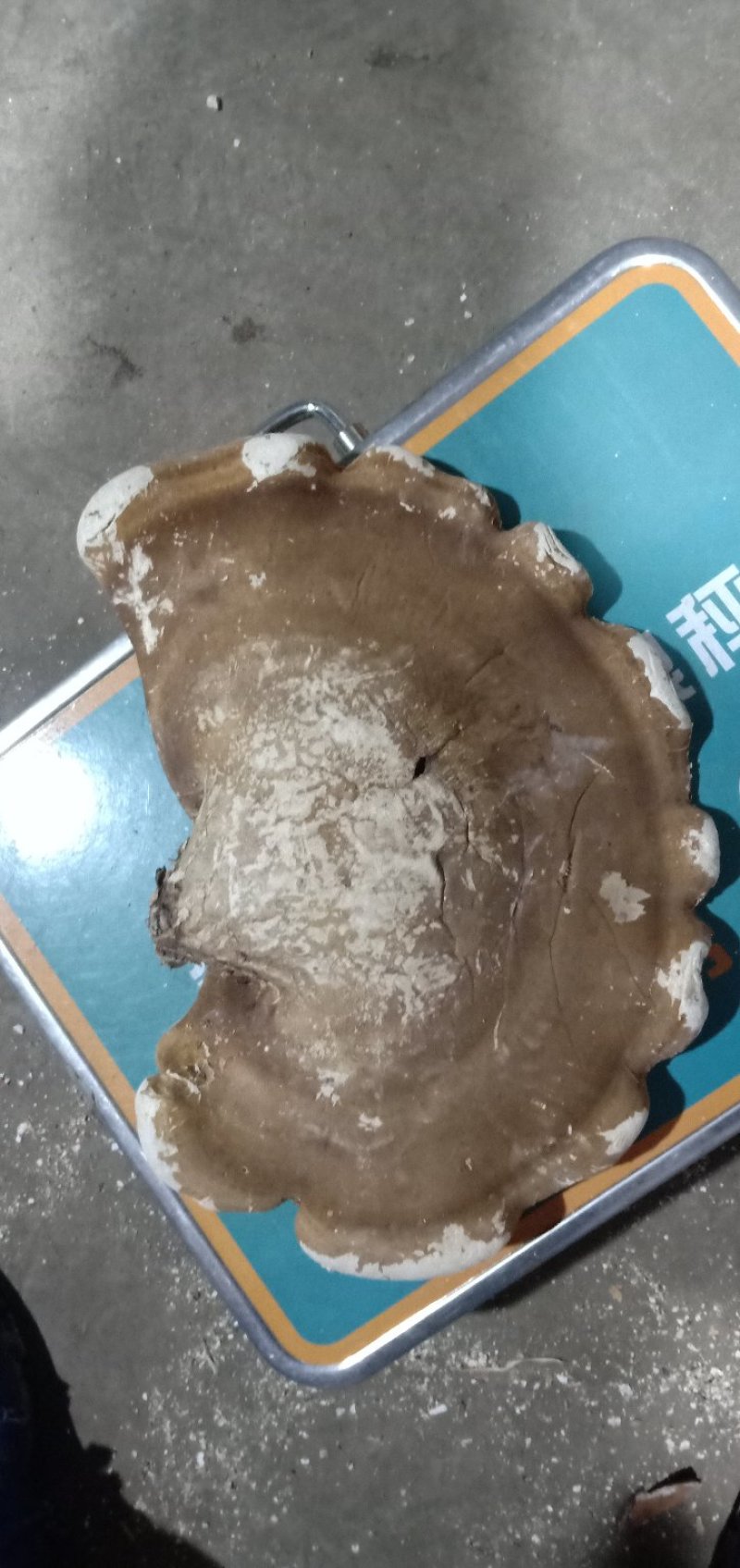 纯野生白里白灵芝新货，批发零售
