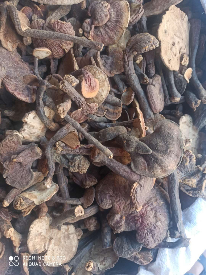 【推荐】紫灵芝正品专营批发量大价优全国发货🔥