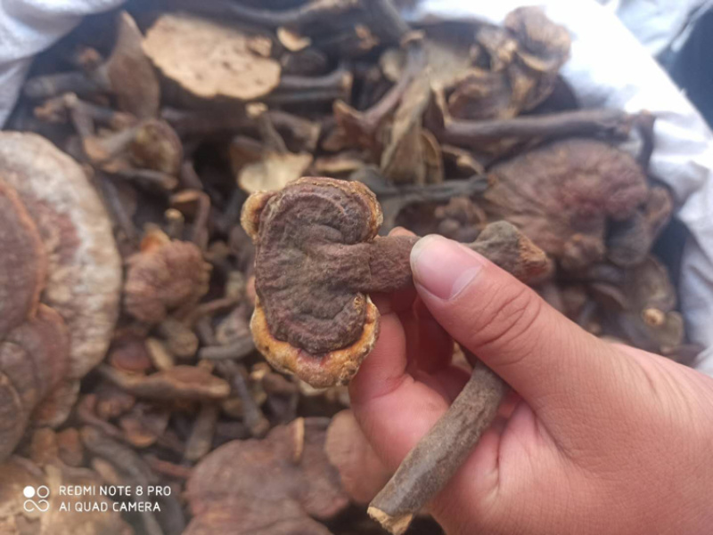 【推荐】紫灵芝正品专营批发量大价优全国发货🔥