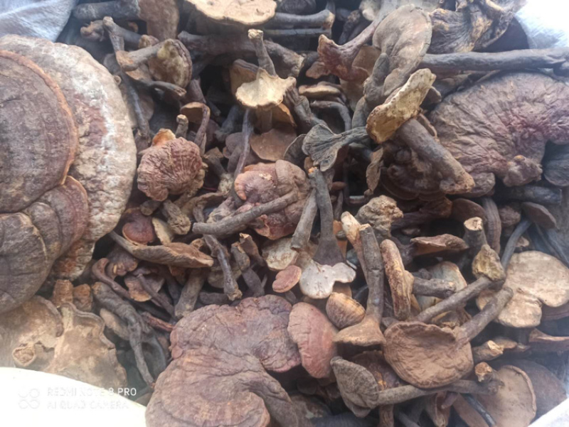 【推荐】紫灵芝正品专营批发量大价优全国发货🔥