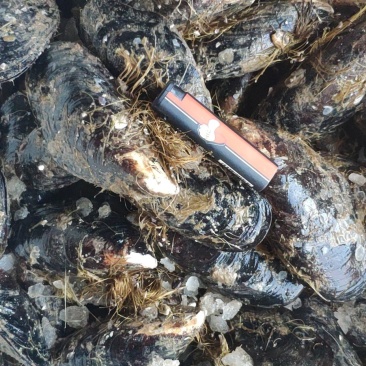 连云港海虹青口淡菜鲜活个大肥度好产地直发