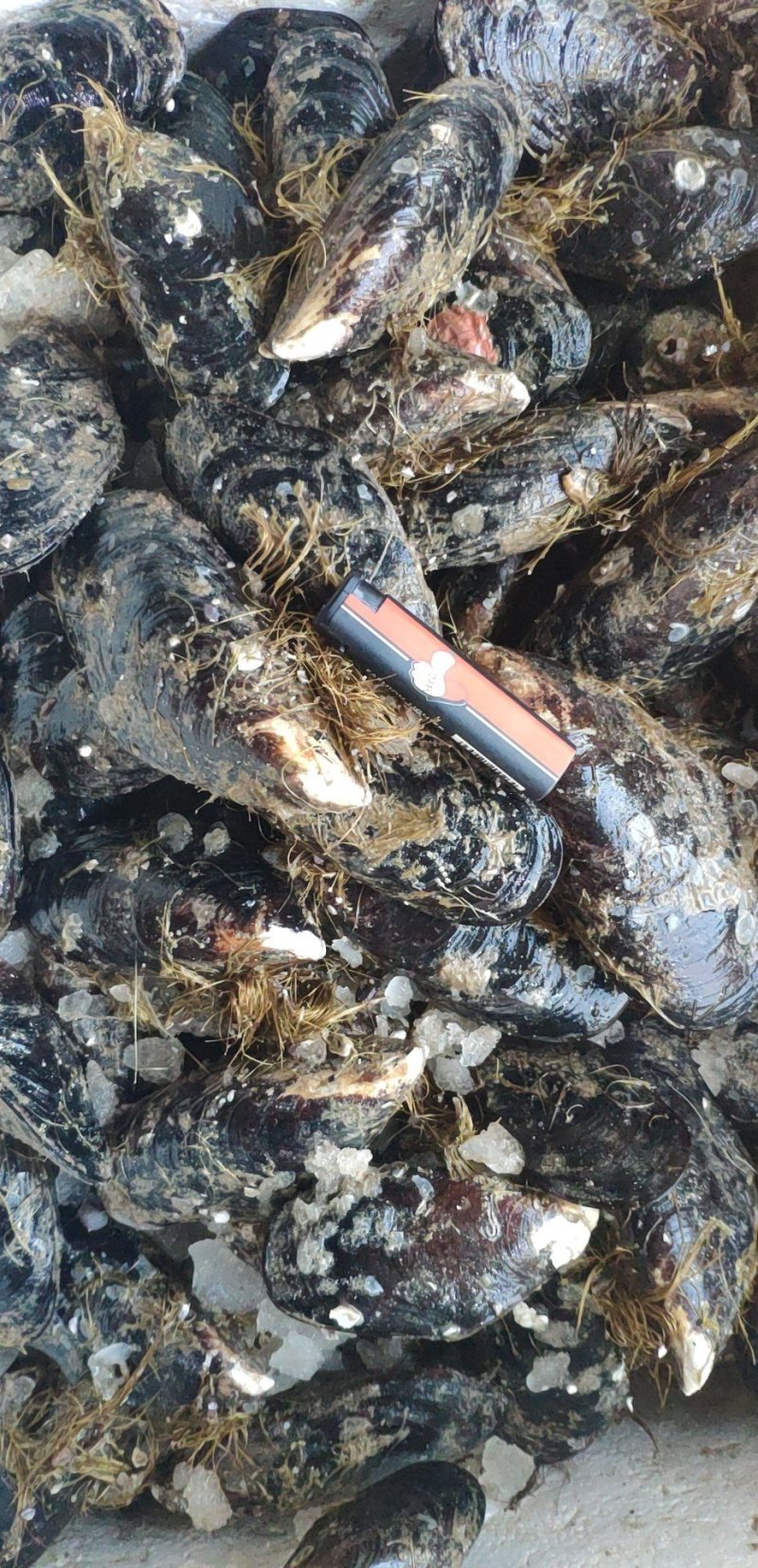 连云港海虹青口淡菜鲜活个大肥度好产地直发