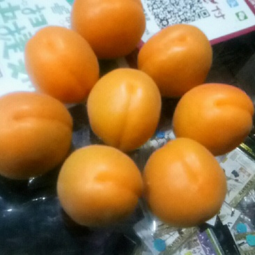 金太阳十后