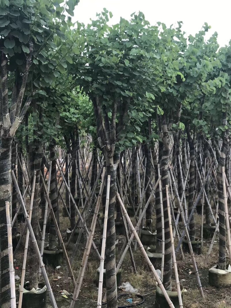 宫粉紫荆绿化苗木宫粉紫荆