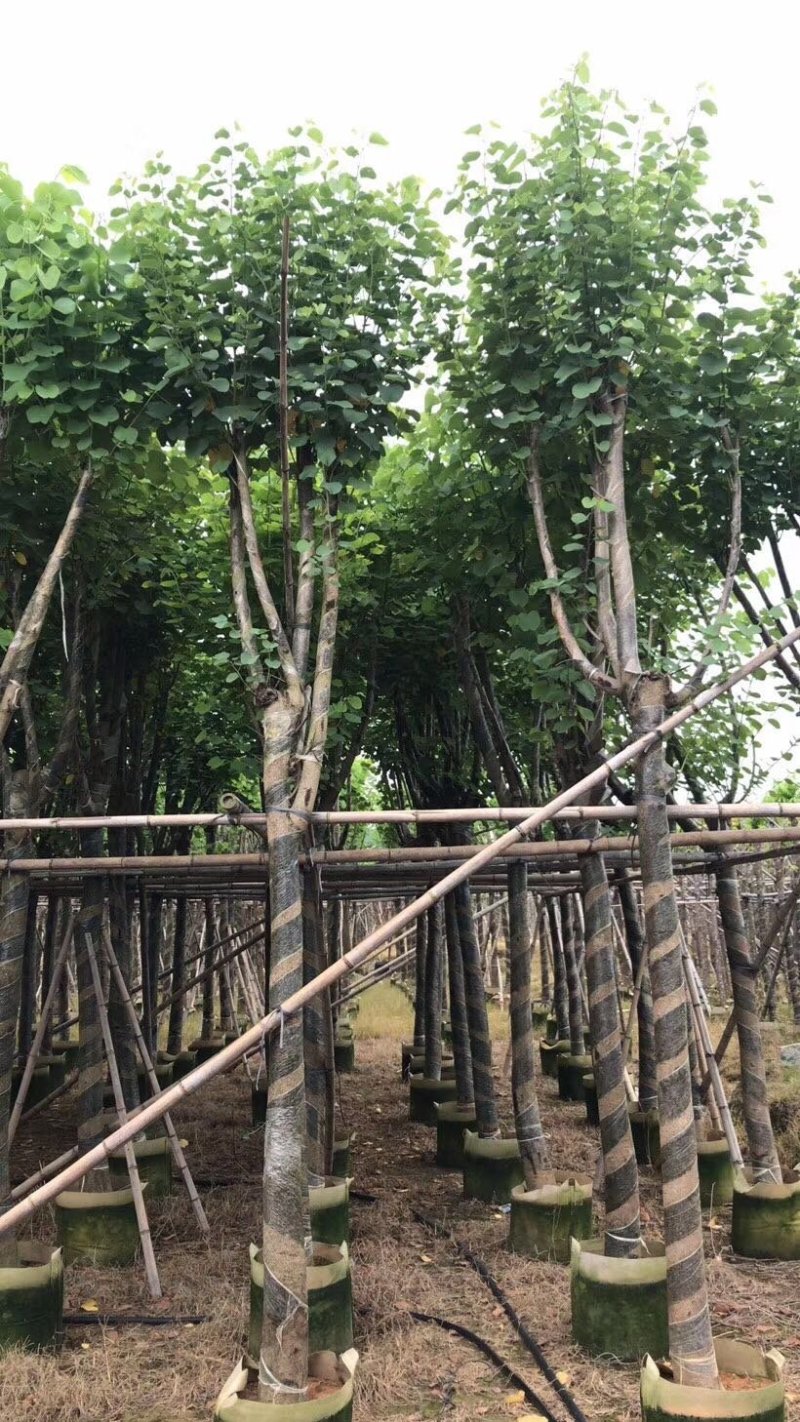 宫粉紫荆绿化苗木宫粉紫荆