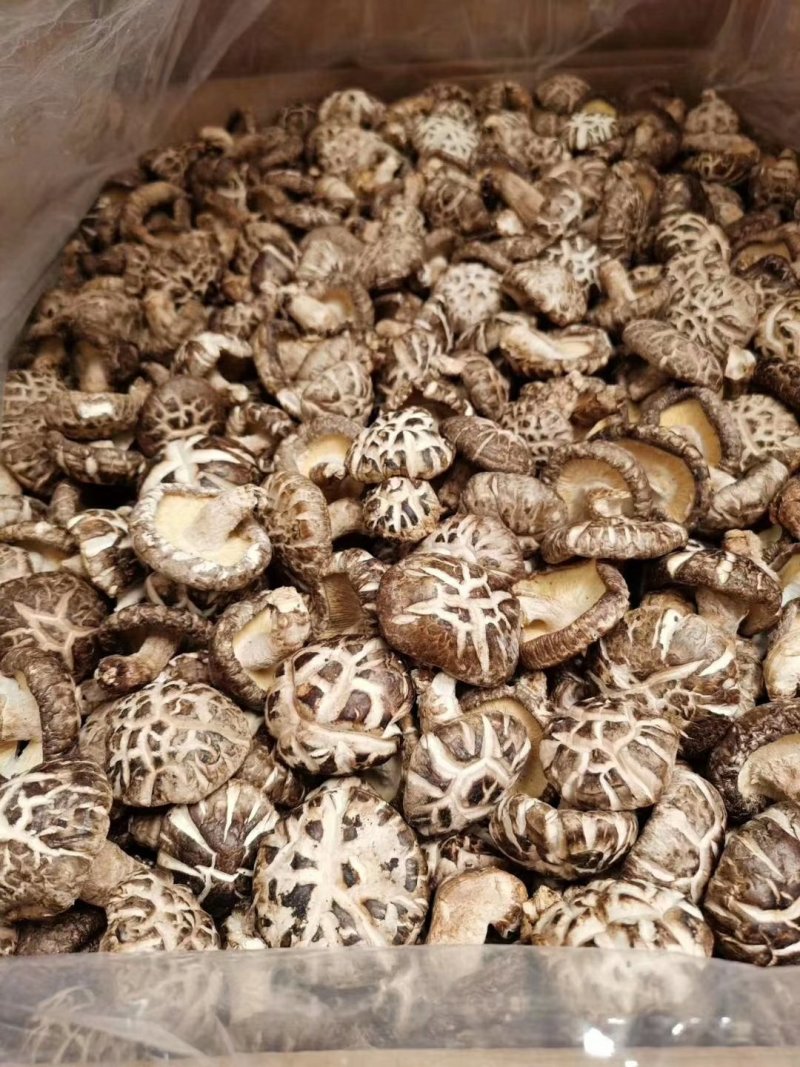 乳源大布大峡谷纯野生冬菇