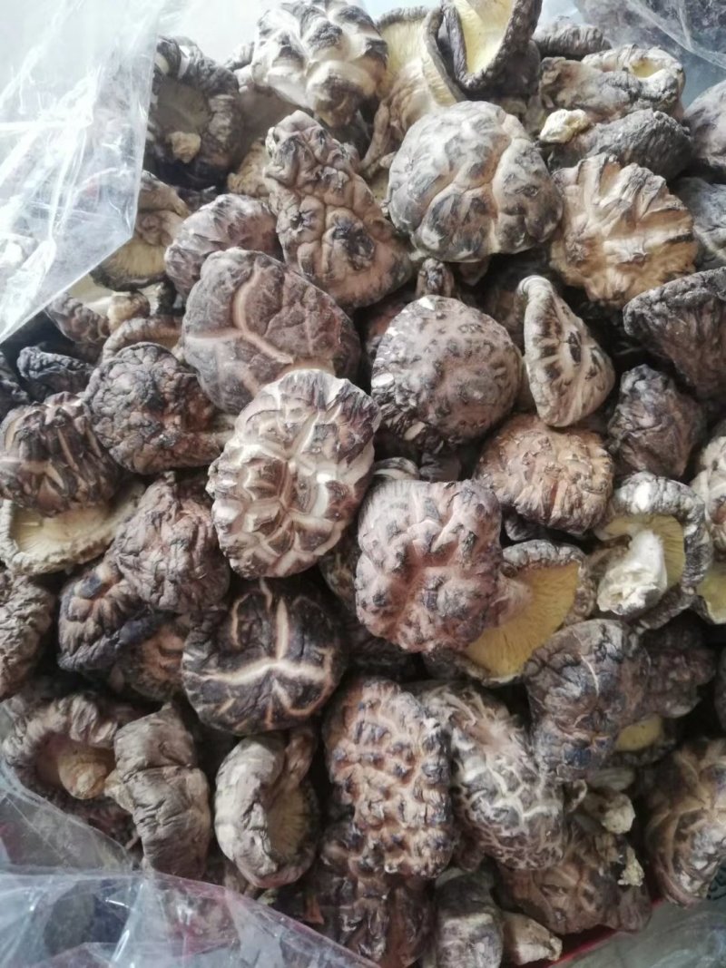 乳源大布大峡谷纯野生冬菇