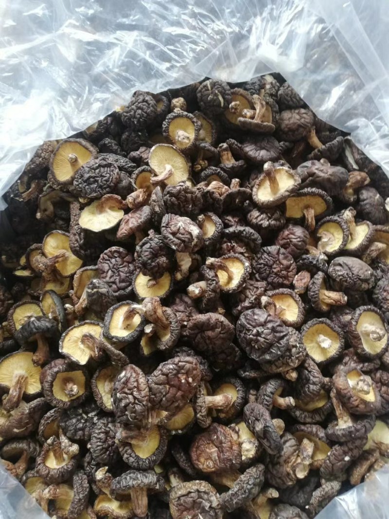 乳源大布大峡谷纯野生冬菇