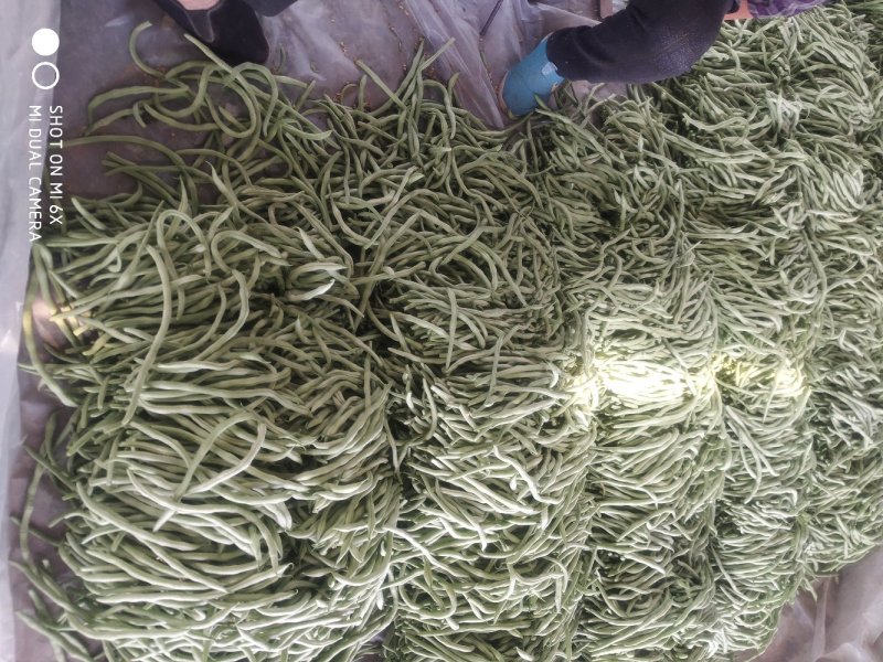 山东莘县董杜庄镇蔬菜基地长豆角豇豆大量上市