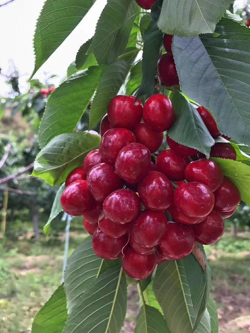 套袋美早