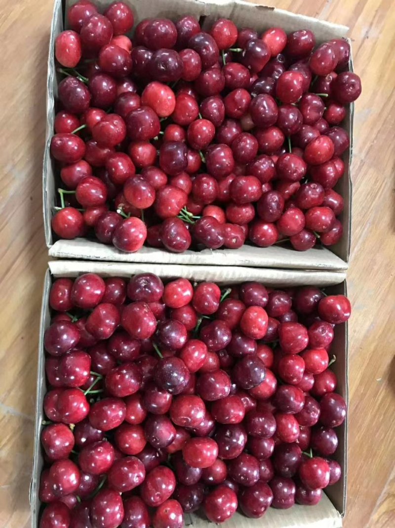 套袋美早