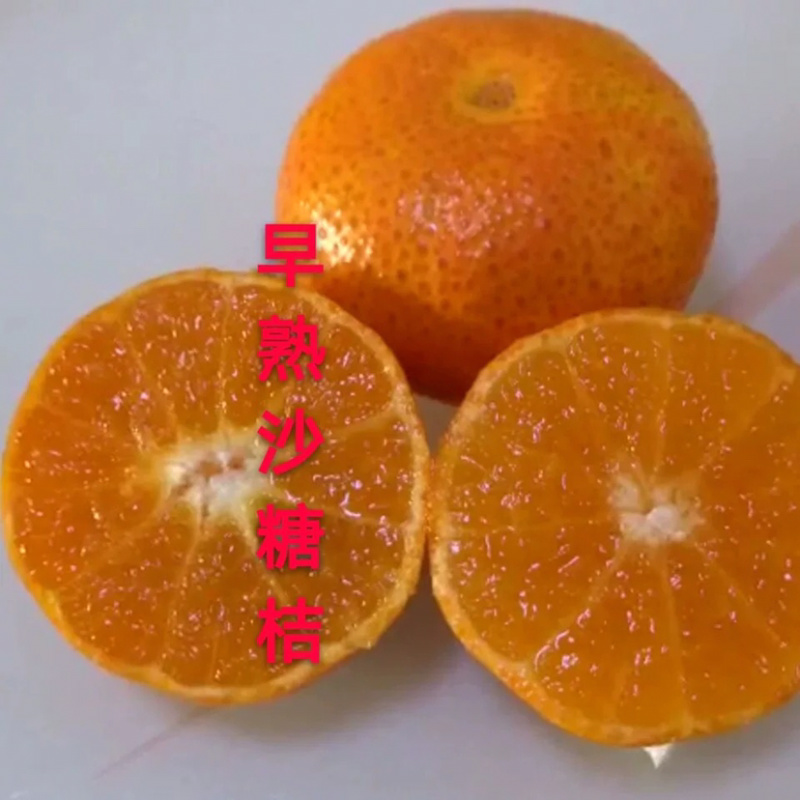 沙糖桔嫁接的苗，沙糖桔苗，结果快，产量高