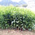 沙糖桔嫁接的苗，沙糖桔苗，结果快，产量高