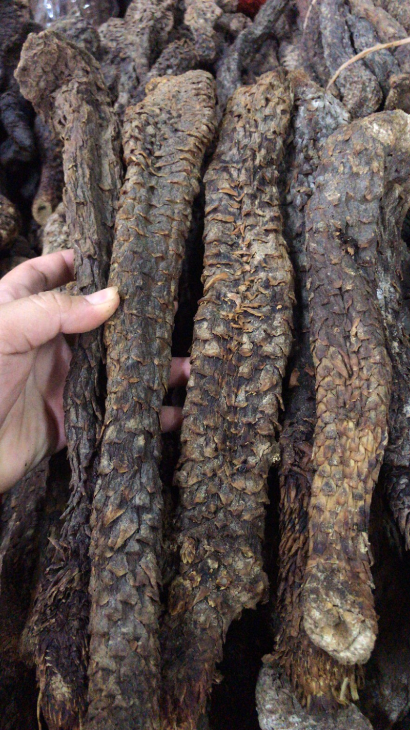 内蒙古肉苁茸，大芸条