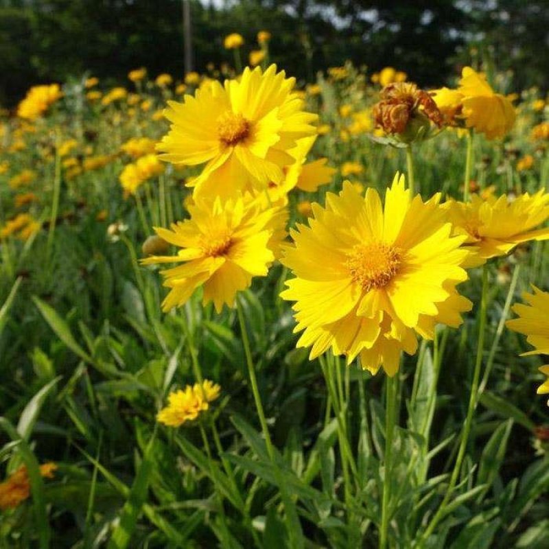 【金鸡菊种子】四季易播速生多年生大花金钱菊种子景