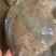 新鲜多宝鱼大鲮鮃冰鲜比目鱼鲽鱼鸦片鱼