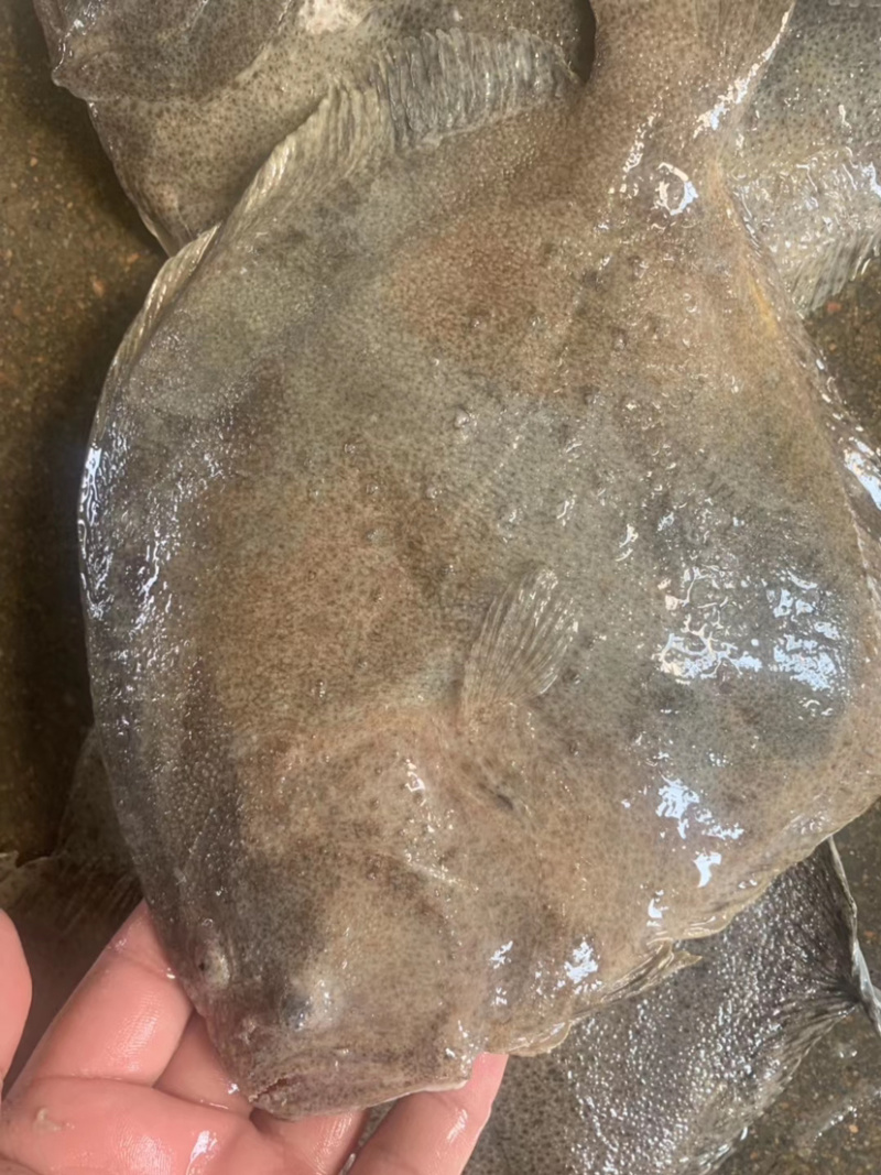 新鲜多宝鱼大鲮鮃冰鲜比目鱼鲽鱼鸦片鱼