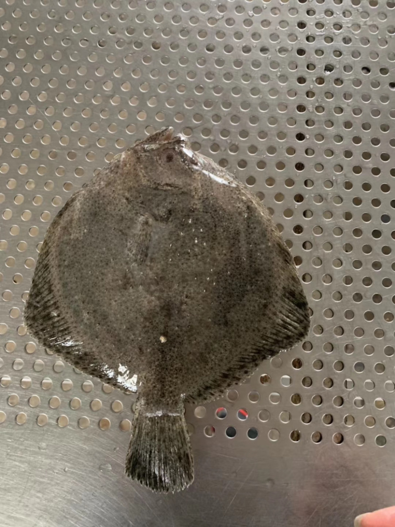 新鲜多宝鱼大鲮鮃冰鲜比目鱼鲽鱼鸦片鱼