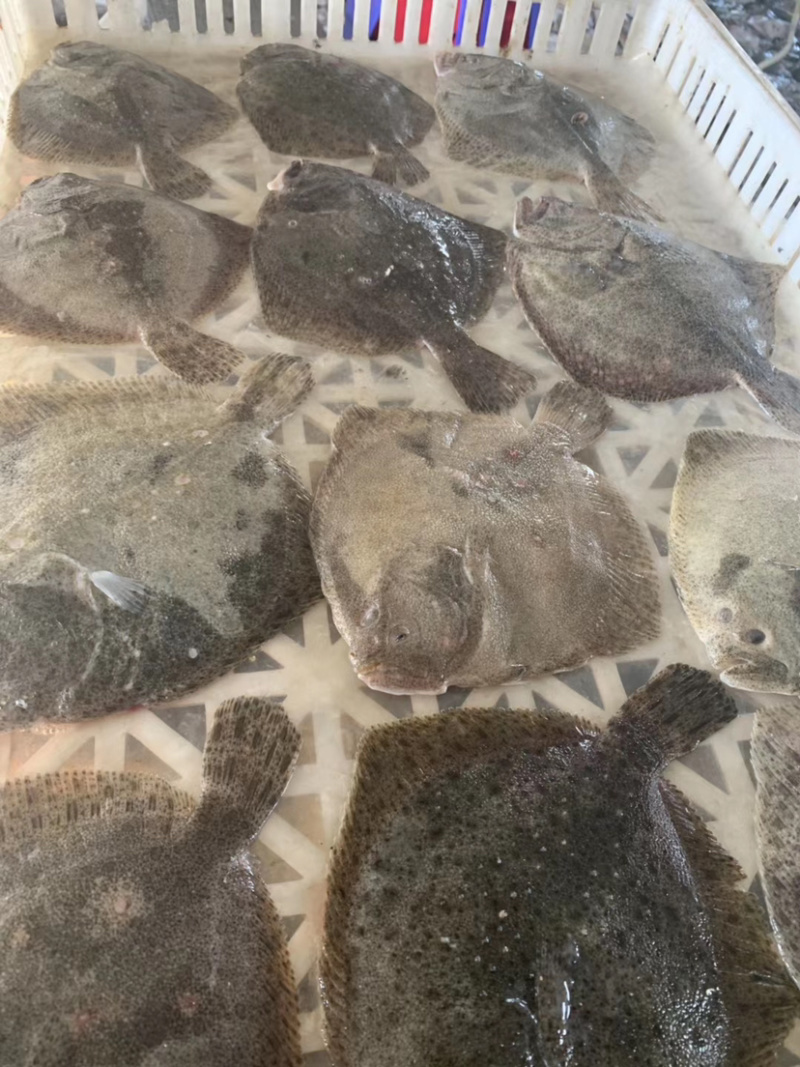 新鲜多宝鱼大鲮鮃冰鲜比目鱼鲽鱼鸦片鱼