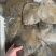 新鲜多宝鱼大鲮鮃冰鲜比目鱼鲽鱼鸦片鱼