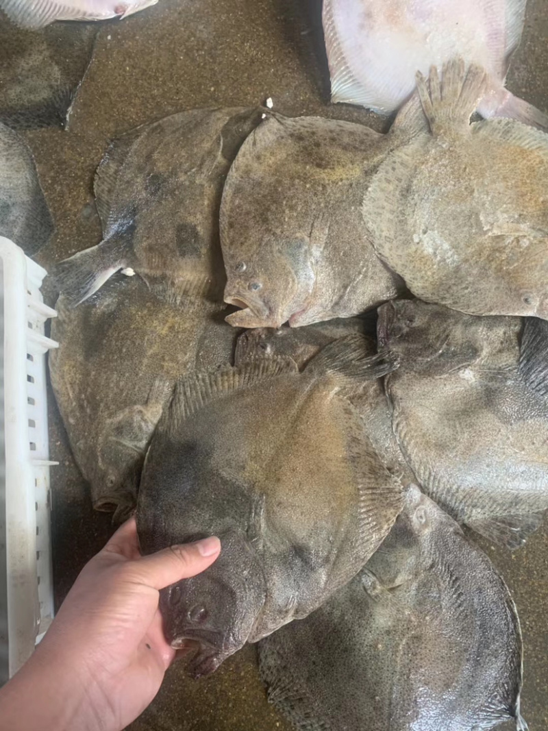 新鲜多宝鱼大鲮鮃冰鲜比目鱼鲽鱼鸦片鱼