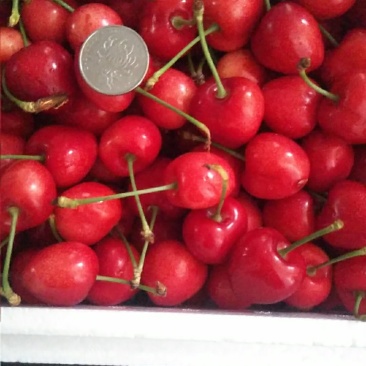 山西绛县萨米拖大量上市