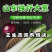 精品铁杆大葱质量好走市场做加工质量有保证诚信经营