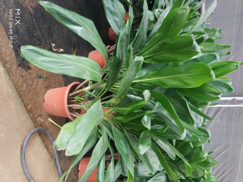 青铁，好货，好货，好货