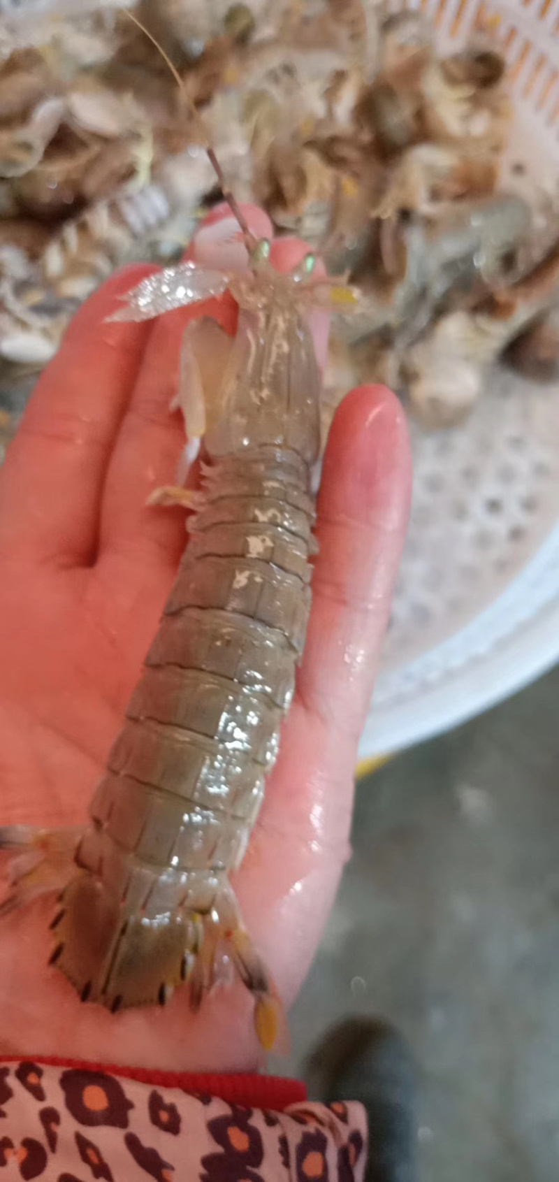 【精品】鲜活皮皮虾带膏虾婆虾姑濑尿虾保活可视频看货